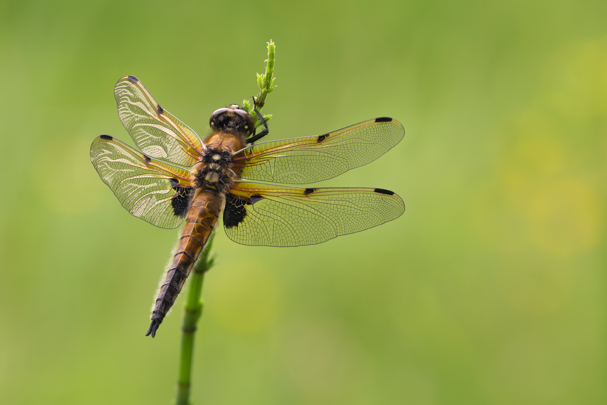Four Spotted Chaser 10